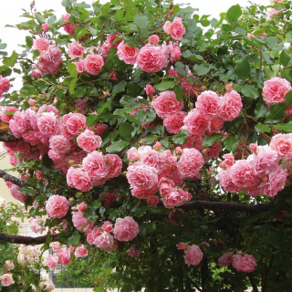 Rosier grimpant Guillot® - Dream Weaver® - ©Roses Guillot®