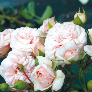 Rosier Terre des Roses® - Emile Garcin® - ©Roses Guillot®