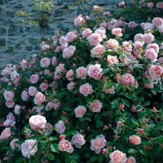 Rosier liane ancien - Albertine - ©Roses Guillot®