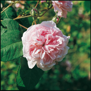 Rosier ancien - Fantin Latour