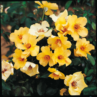 Rosier Terre des Roses® - Francine Royneau® - ©Roses Guillot®