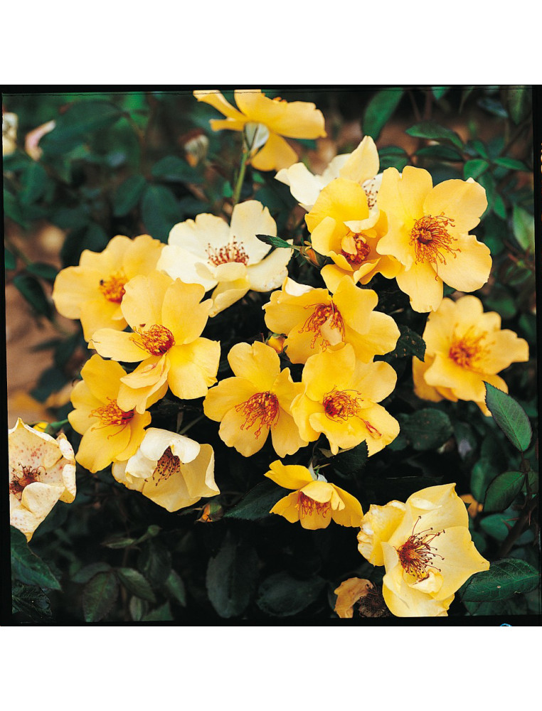 Rosier Terre des Roses® - Francine Royneau® - ©Roses Guillot®