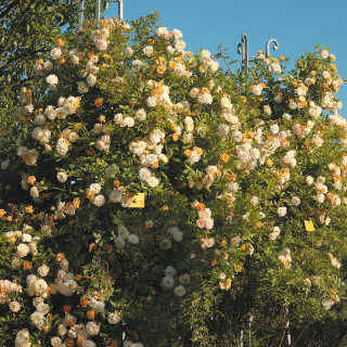 Rosier grimpant ancien - Ghislaine de Féligonde - ©Roses Guillot®