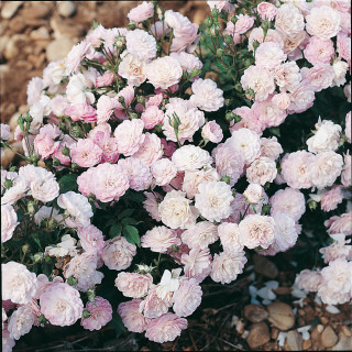 Gloire des Polyantha - Rosier ancien Guillot®