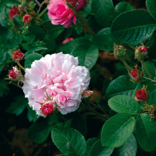 Ispahan 