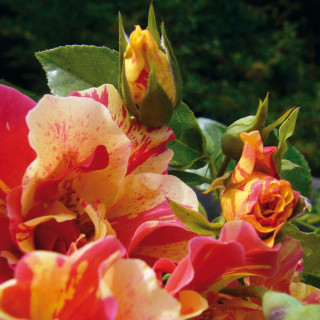 Rosier Terre des Roses® - Jacqueline Farvacques - ©Roses Guillot®