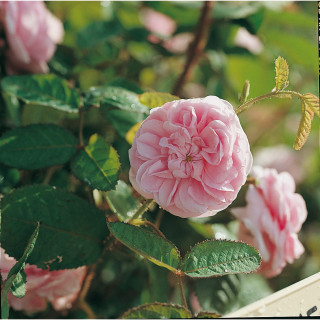Rosier Ancien Guillot® - Joséphine de Beauharnais - ©Roses Guillot®