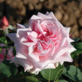 Rosier ancien Guillot® - La France - ©Roses Guillot®