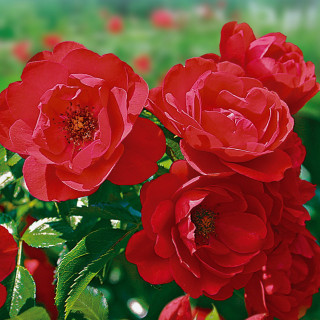 roses KADORA®