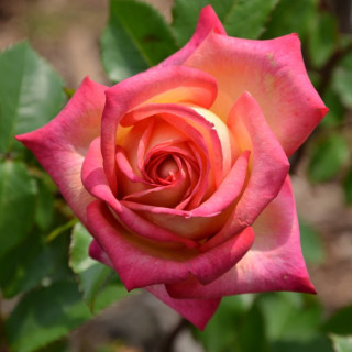 Hybrides de Thé Guillot® - Pascal Légitimus - ©Roses Guillot®