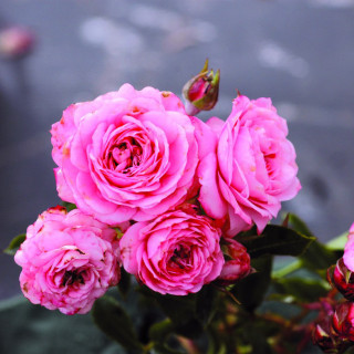 Rosier Terre des Roses® - Marie-sol de la Tour d'auvergne®
