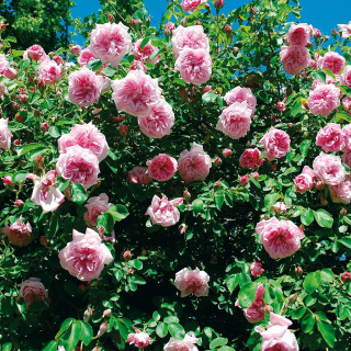 Rosier liane ancien - May Queen - ©Roses Guillot®