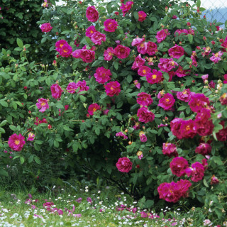 Rose de Provins -  Rosa Gallica Officinalis - ©Roses Guillot® 
