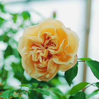 Rosier grimpant ancien - Mme Bérard - ©Roses Guillot®