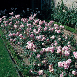 Rosiers anciens Guillot - Mme Léon Pain 
