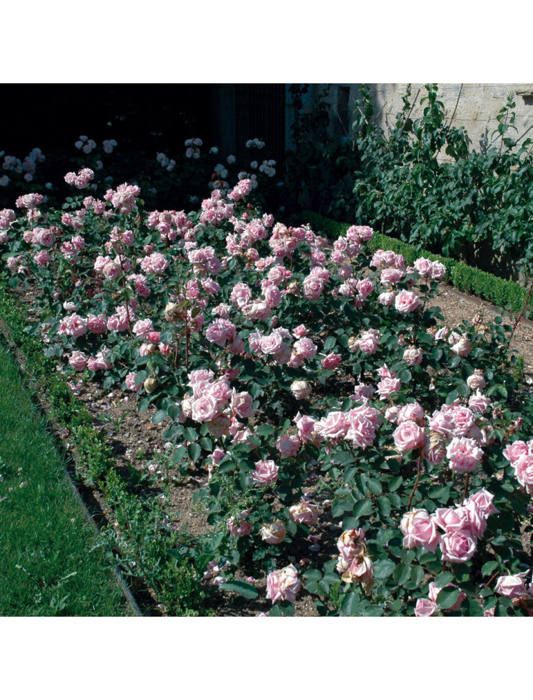 Rosiers anciens Guillot - Mme Léon Pain 