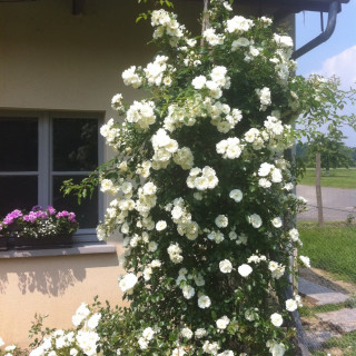 Opalia® grimpant