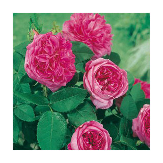 Rosier ancien - Rose des peintres