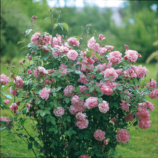 Rosier ancien - Old Blush - ©Roses Guillot®