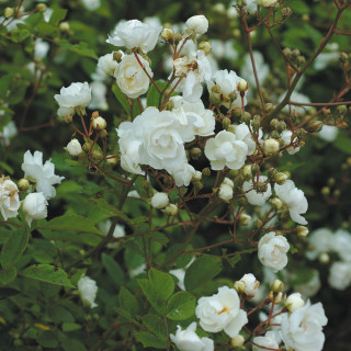 Rosier ancien Guillot® - Pâquerette - ©Roses Guillot®