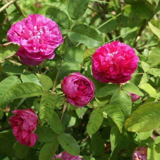 Rose du Roi 