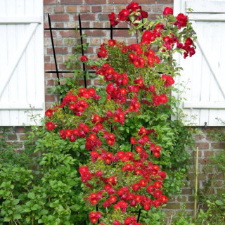 DECOROSIERS Vesuvia® grimpant