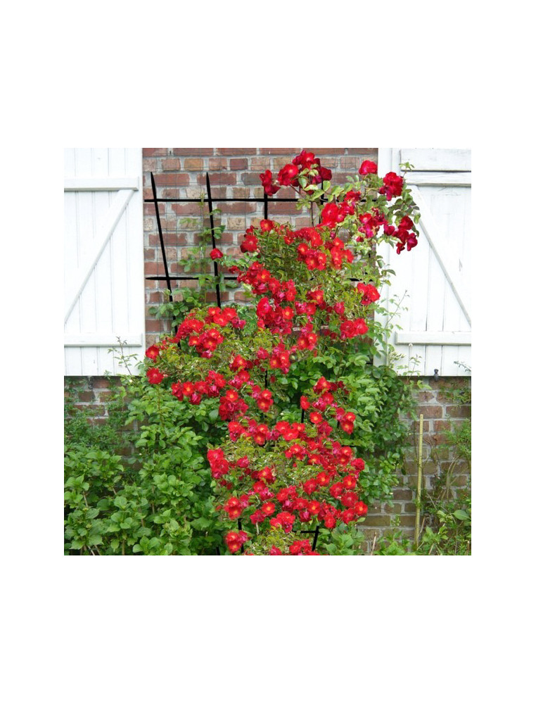 DECOROSIERS Vesuvia® grimpant