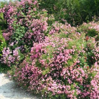 Rosier ancien - Mozart - ©Roses Guillot®