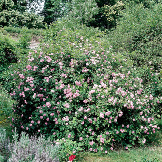 Rosier ancien - Raubritter