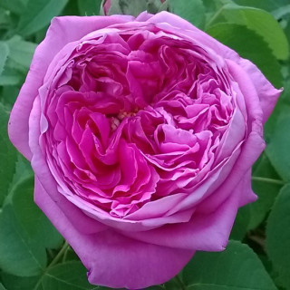Rosier ancien - Yolande d'Aragon