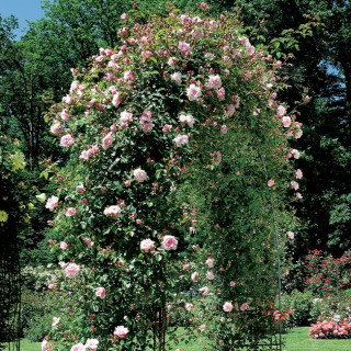 Rosier liane ancien - Albertine - ©Roses Guillot®