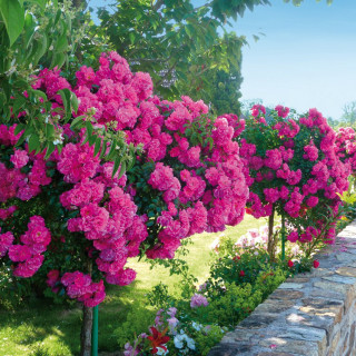Rosier tige DECOROSIERS Emera® Tige
