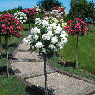 DECOROSIERS Opalia® Tige