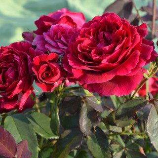 Rosier Guillot® Générosa® - Dino de Laurentiis® - ©Roses Guillot®