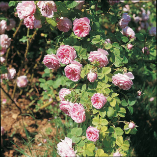 Rosier ancien - Queen of Bourbons 