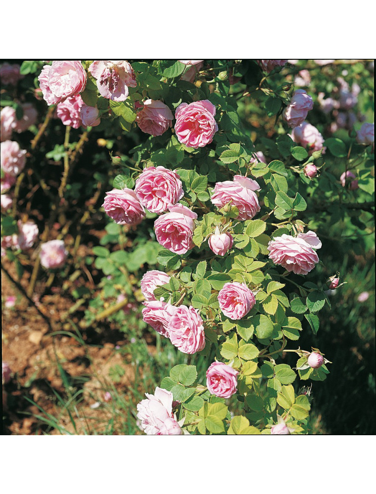 Rosier ancien - Queen of Bourbons 