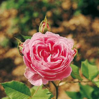 Rosier ancien - Reine Victoria