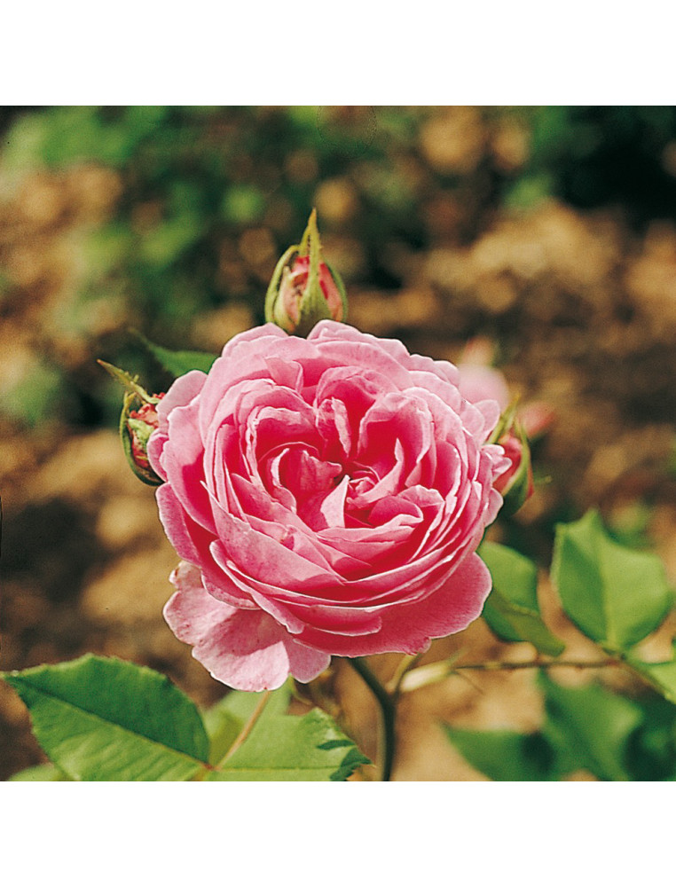 Rosier ancien - Reine Victoria