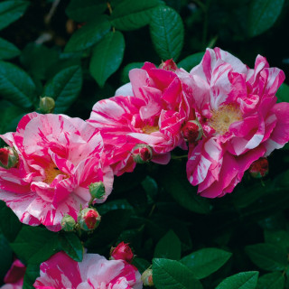 Rosier Ancien - Gallica Versicolor 