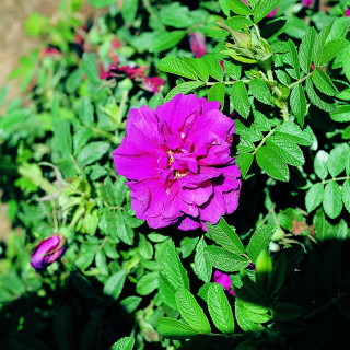Rosier ancien - Rose à Parfum de l'Hay 