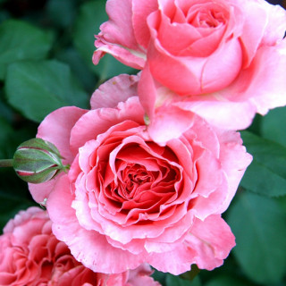 Rosier Générosa® -  Laurent Cabrol® - ©Roses Guillot®