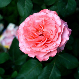 Rosier Générosa® -  Laurent Cabrol® - ©Roses Guillot®