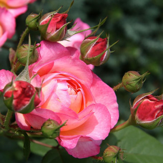 Rosier Générosa® - Madame de Staël - ©Roses Guillot®