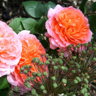Rosier Générosa® - Notre Dame du Rosaire - ©Roses Guillot®