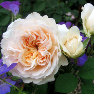 Rosier Générosa® - Véronique B - ©Roses Guillot®