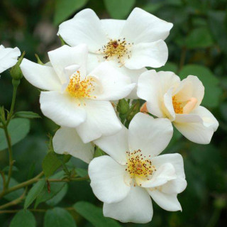Rosier ancien - Sally Holmes - ©Roses Guillot®