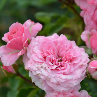 Rosier Terre des Roses® - Marie-sol de la Tour d'auvergne®