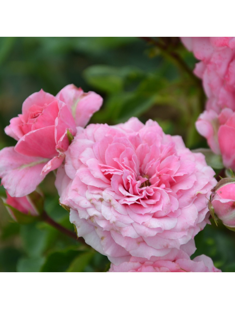 Rosier Terre des Roses® - Marie-sol de la Tour d'auvergne®