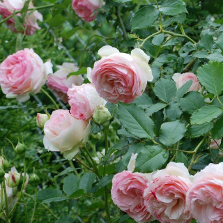 Rosier grimpant - Pierre de Ronsard®