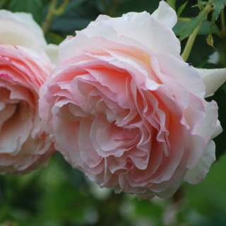 Rosier grimpant - Pierre de Ronsard®